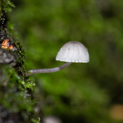 Mycena meliigena