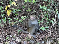 Macaca cyclopis