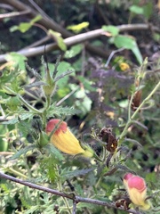 Aureolaria pectinata