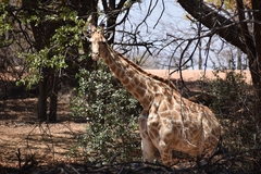 Giraffa camelopardalis giraffa