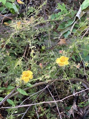 Aureolaria pectinata