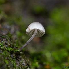 Mycena meliigena