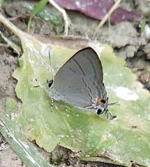 Hypolycaena erylus