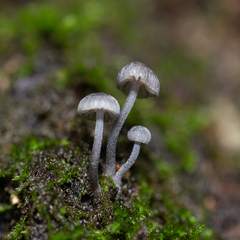 Mycena meliigena