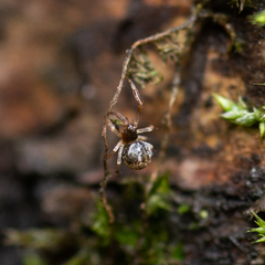 Theridiidae