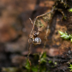 Theridiidae