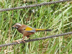 Trochalopteron morrisonianum