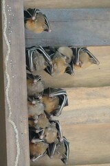 Cynopterus brachyotis