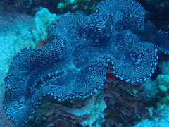 Tridacna squamosa