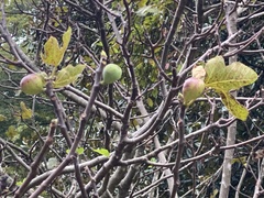 Ficus
