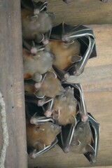 Cynopterus brachyotis