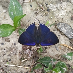 Hypolycaena erylus