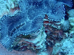 Tridacna squamosa