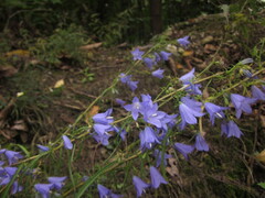 Campanula rotundifolia
