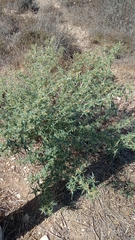 Xanthium spinosum