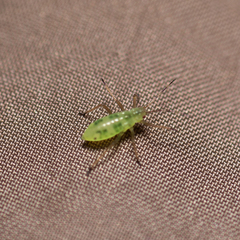 Euceraphis