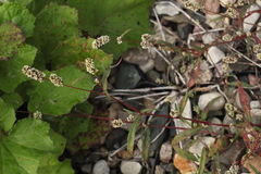 Persicaria tomentosa