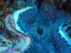 Tridacna squamosa