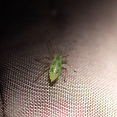 Euceraphis