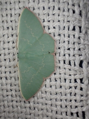 Prasinocyma semicrocea