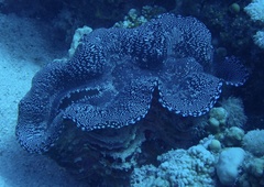 Tridacna squamosa