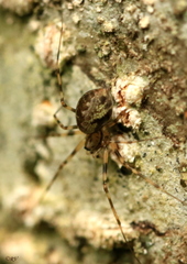 Drapetisca socialis