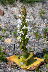 Satyrium candidum