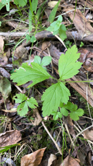 Waldsteinia fragarioides
