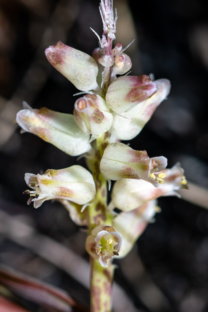 Lachenalia lactosa, Overberg District Municipality, South Africa