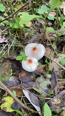 Lepiota cristata