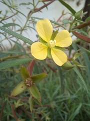 Ludwigia octovalvis