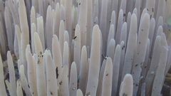 Alloclavaria purpurea