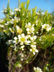 Diosma hirsuta