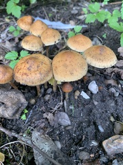 Protostropharia semiglobata