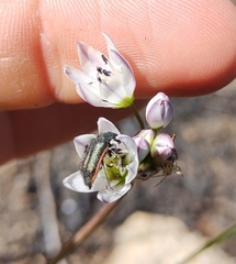 Astylus quadrilineatus