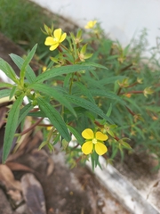 Ludwigia octovalvis