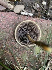 Protostropharia semiglobata