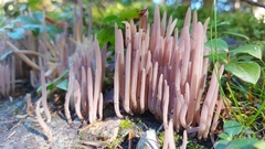 Alloclavaria purpurea