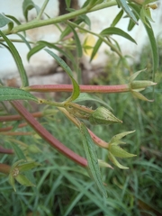 Ludwigia octovalvis