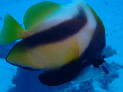 Heniochus intermedius