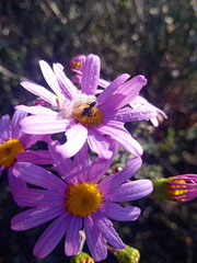 Senecio arenarius