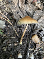 Protostropharia semiglobata