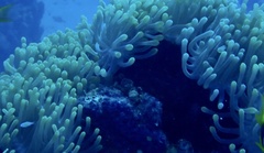 Heteractis magnifica