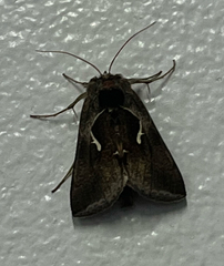 Anagrapha falcifera