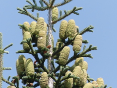 Abies concolor