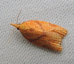 Cenopis reticulatana