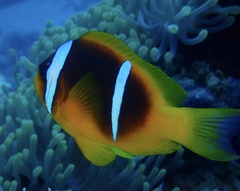 Amphiprion bicinctus