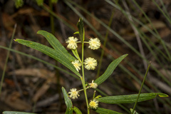 Acacia verniciflua
