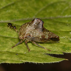 Telamona monticola