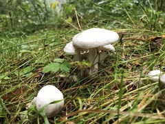 Leucocybe connata